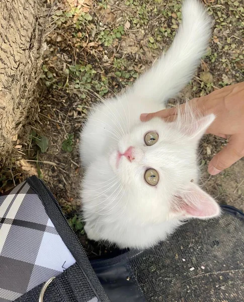 Uma Fotografia Gato Branco Com Grandes Olhos Olhando Para Cima — Fotografia de Stock