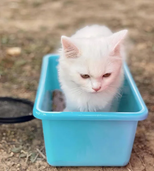青い容器に座っている白い子猫の写真です — ストック写真