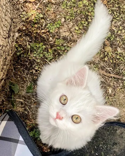 一只绿眼睛的白猫抬头看的照片 上面有一只猫的手机袋 — 图库照片