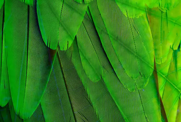 Fotografia Bliska Piór Zielonego Ptaka Pióra Zielone Żółte Czarnym Tłem — Zdjęcie stockowe