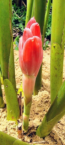 Una Fotografía Una Flor Rosa Creciendo Jardín Plátano Con Una — Foto de Stock