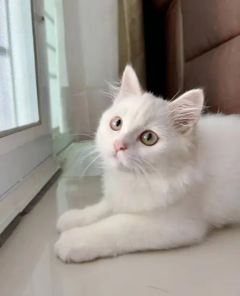 窓の隣の床に横たわる白い猫の写真 エジプトの猫がカメラを見ながら床に横たわっています — ストック写真