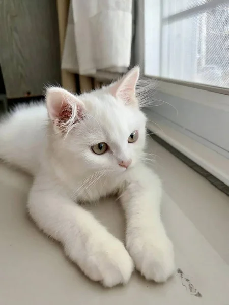 窓に横たわる白い猫の写真 エジプトの猫が床に横たわって 窓の外を見ると — ストック写真