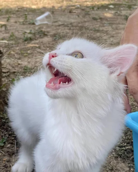 Uma Fotografia Gato Branco Com Boca Aberta Boca Bem Aberta — Fotografia de Stock