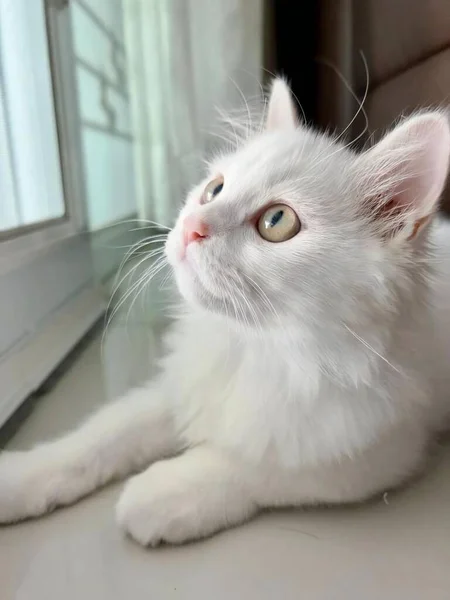 Фотография Белой Кошки Лежащей Подоконнике Персидской Кошки Лежащей Полу Смотрящей — стоковое фото