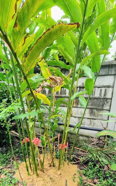 배경에 정원에 화분과 식물이있는 식물의 — 스톡 사진