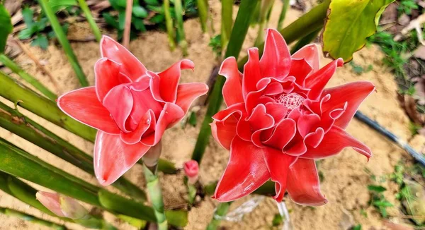 Una Fotografía Dos Flores Rojas Jardín Con Hojas Verdes Macetas —  Fotos de Stock