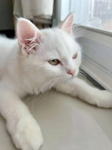 Μια Φωτογραφία Μιας Λευκής Γάτας Ξαπλωμένης Ένα Περβάζι Παραθύρου Αιγυπτιακής — Φωτογραφία Αρχείου