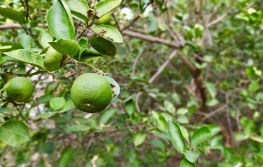 Yeşil yapraklı yeşil limon ağacının ve birkaç yeşil meyvenin fotoğrafı..