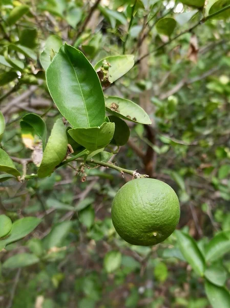 Фотография Зеленого Лимона Свисающего Ветки Дерева Лимонов Свисающих Дерева Лесу — стоковое фото