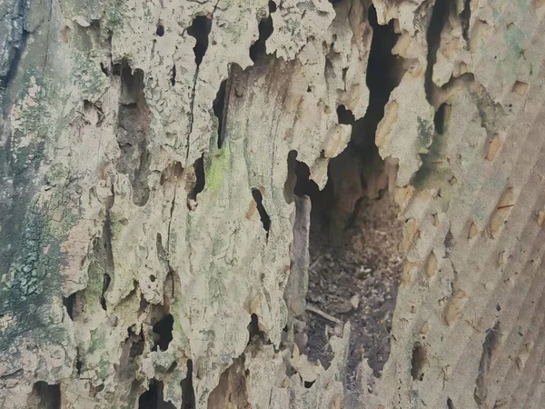a photography of a bird sitting in a hole in a tree, drop - off holes in a tree trunk with a bird inside.