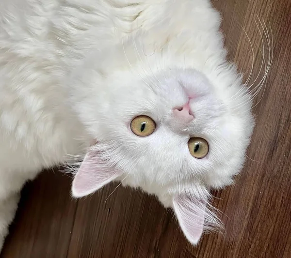 Fotografie Einer Weißen Katze Die Auf Einem Holzboden Liegt Persische — Stockfoto