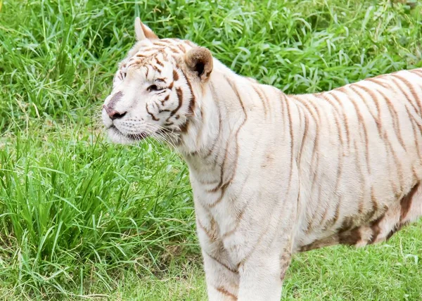 Uma Fotografia Tigre Branco Campo Gramado Tigris Panthera Grama Recinto — Fotografia de Stock