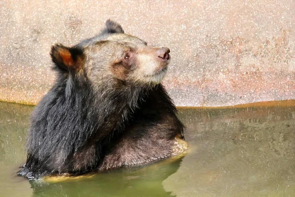 水のプールに座っているクマの写真です 動物園のエンクロージャーの水に座っているメルツス ウルシニウスです — ストック写真