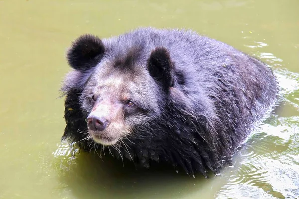 池で泳いでいる 黒クマの写真です — ストック写真