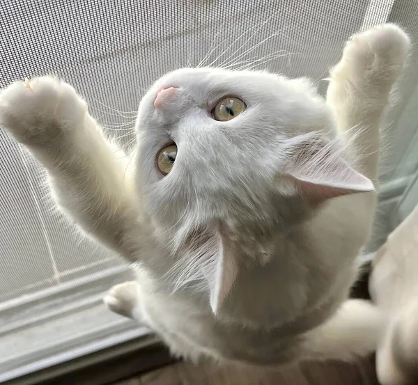 Фотографія Білої Кішки Сягає Вікна Віконний Екран Кішкою Тягнеться Щоб — стокове фото