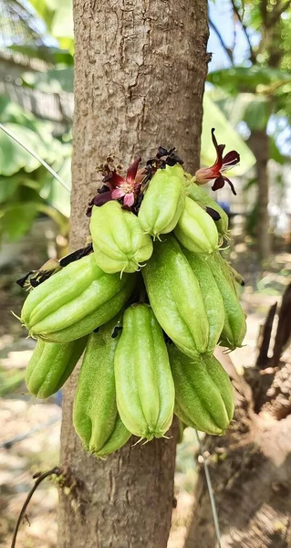 Photography Bunch Bananas Hanging Tree Jackfruits Hanging Tree Tropical Garden — Stock Photo, Image