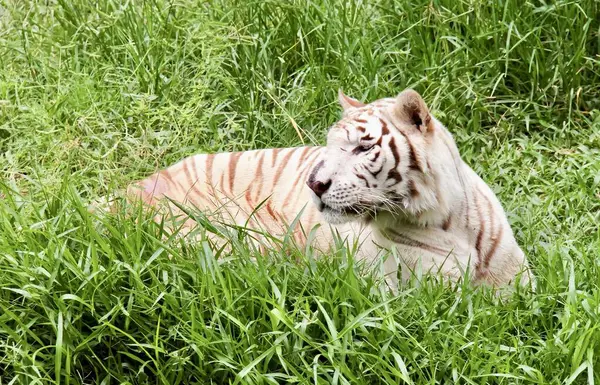 芝生に横たわる白虎の写真です 動物園の囲いにある草に眠っているパンテラトラリスです — ストック写真