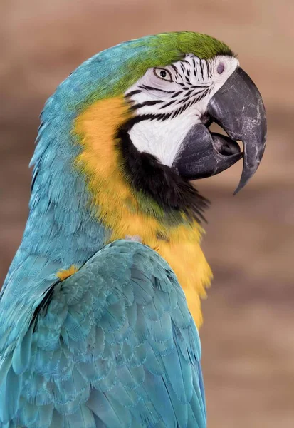 Fotografia Papugi Niebiesko Żółtej Twarzy Niebiesko Żółtymi Piórami Zieloną Głową — Zdjęcie stockowe
