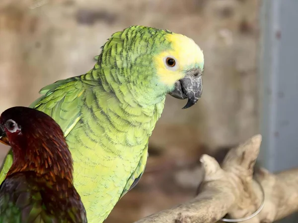 Fotografia Dwóch Papug Siedzących Gałęzi Zoo Macaw Kura Gałęzi Klatce — Zdjęcie stockowe