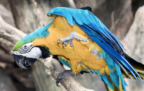 Фотография Разноцветного Попугая Сидящего Ветке Ара Синими Желтыми Перьями Сидящего — стоковое фото
