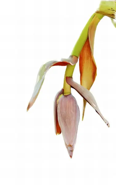 a photography of a flower budding on a plant with a white background, banana flower with a green stem and a yellow flower bud.