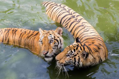 Bir su kütlesinde yüzen iki kaplanın fotoğrafı. Arka planda bir kaplan ve suda yüzen panthera tigris..
