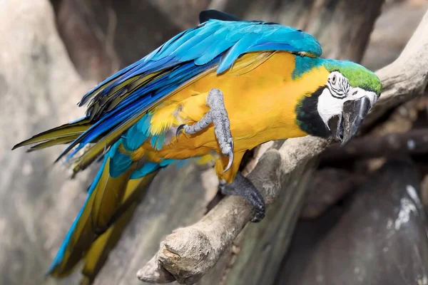 a photography of a colorful bird perched on a branch, macaw bird with blue and yellow feathers perched on a branch.