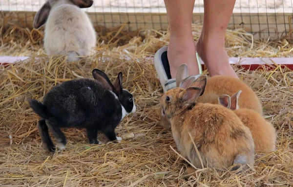 a photography of a person standing over a group of rabbits, cottontail rabbit in a pen with a woman\'s legs and a dog.