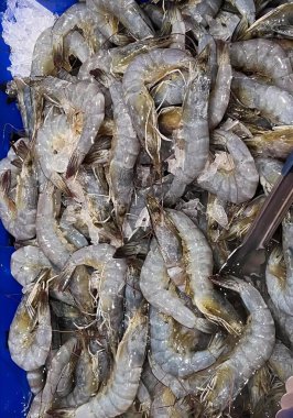 Karides ve buzla dolu mavi bir kâse, buzlu mavi bir kasede deniz hıyarı karidesi..