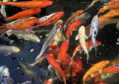 İçinde yüzen koi balıklarıyla dolu bir göletin fotoğrafı, karasik auratus, havuzdaki bir sürü koi balığı..