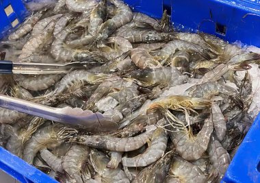 Karides dolu mavi plastik bir konteynırın fotoğrafı, buz ve maşayla dolu mavi bir kabın içindeki sürüngen karides..