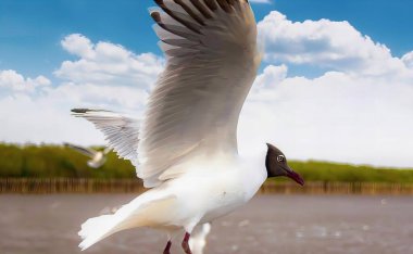 Bir su kütlesinin üzerinde uçan bir kuşun fotoğrafı, Mollymawkh kuşu kanatları açık suyun üzerinde uçuyor..