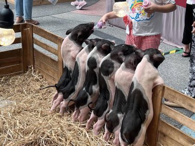 Ağıldaki bir grup ineğin fotoğrafı, sus Scrofa ağıldaki bebek inekleri besliyor..