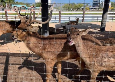Yan yana duran bir geyik sürüsünün fotoğrafı, mavi gökyüzü olan bir bölgede çitle çevrili bir yerde Capra ibexor geyikleri.