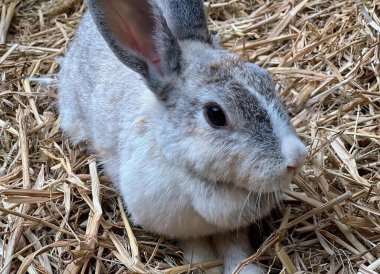 Bir saman yığınında oturan bir tavşanın fotoğrafı. Kulakları açık bir şekilde samanlıkta oturuyor..