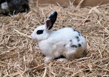 Samanın üzerinde oturan küçük beyaz bir tavşanın fotoğrafı, arka planda diğer tavşanlarla birlikte samanlıkta oturan angora tavşanı..