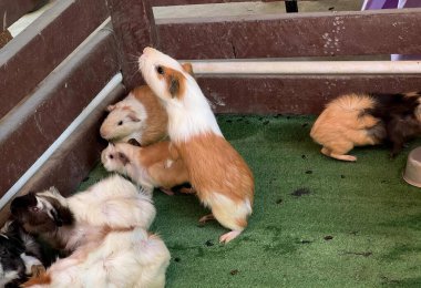 Bir grup İtalyan 'ın kafesli kafesinde kafesli bir köpekle çekilmiş bir fotoğrafı..