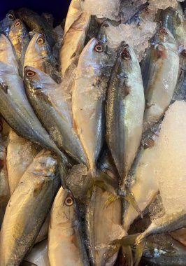 Buzun üzerinde oturan bir grup balığın fotoğrafı. Barracoutan 'lar buzun üstünde, masada bir kovada..