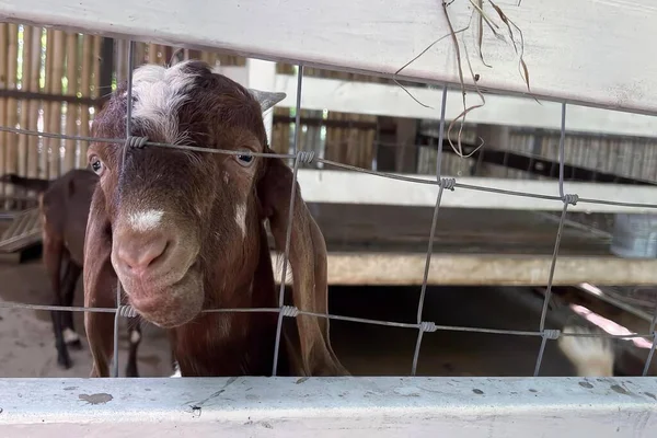 カメラのフェンスを通して見たヤギの写真 安定したカメラのフェンスを通して見た茶色のヤギのタップ — ストック写真