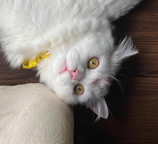 Fotografie Bílé Kočky Žlutým Štítkem Límci Perské Kočky Ležící Gauči — Stock fotografie