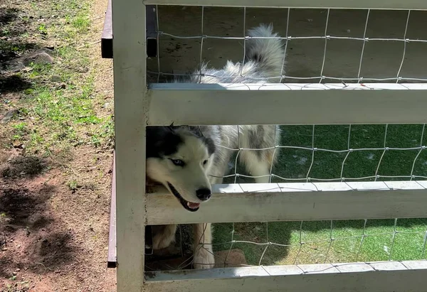 Μια Φωτογραφία Ενός Σκύλου Που Στέκεται Πίσω Από Ένα Φράχτη — Φωτογραφία Αρχείου