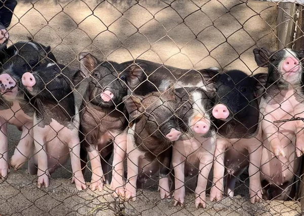Uma Fotografia Grupo Porcos Atrás Uma Cerca Sus Scrofas Estão — Fotografia de Stock