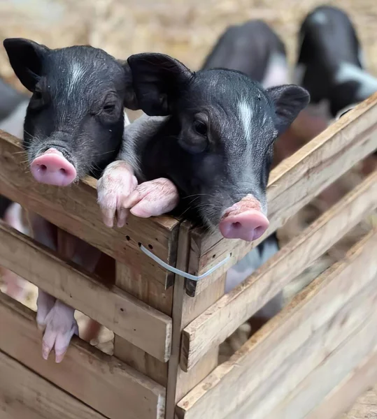 a photography of three pigs in a wooden crate with their heads sticking out, sus scrofas in a wooden crate with two pigs.