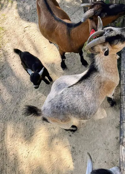 Bir Keçi Ağıldaki Keçi Köpeği Fotoğrafı Boynuzları Boynuzları Olan Keçi — Stok fotoğraf