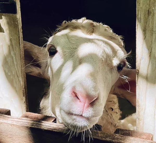 Tahta Bir Çitin Içinden Bakan Bir Koyunun Fotoğrafı Pembe Burunlu — Stok fotoğraf