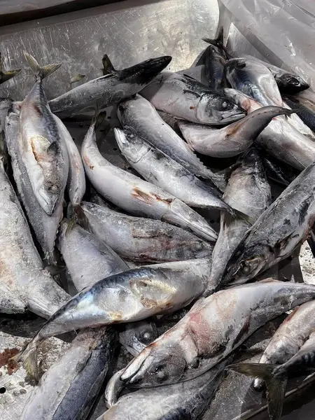 stock image a photography of a bunch of fish sitting on top of a metal tray, barracoutane fish are being sold in a bin on a table.