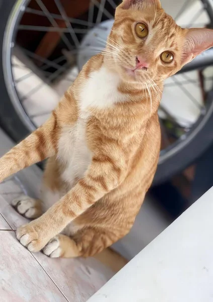 自転車の隣のテーブルに座っている猫の写真 自転車の車輪の隣に座っている虎の猫の写真 — ストック写真