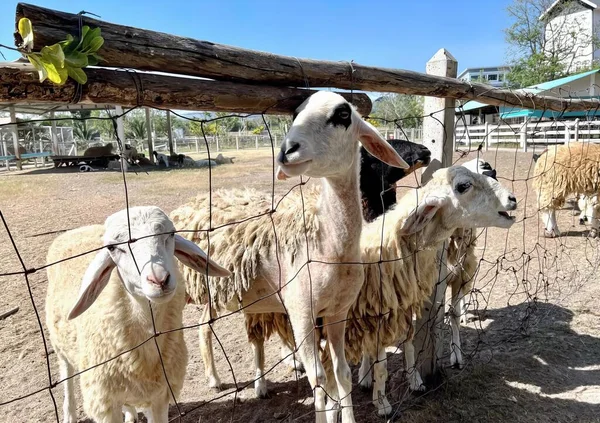 Eine Fotografie Einer Gruppe Nebeneinander Stehender Schafe Lamas Stehen Einem — Stockfoto