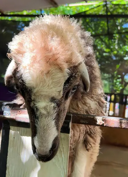 Çitin Üzerinde Duran Tüylü Bir Koyunun Fotoğrafı Koyun Kafasında Yün — Stok fotoğraf